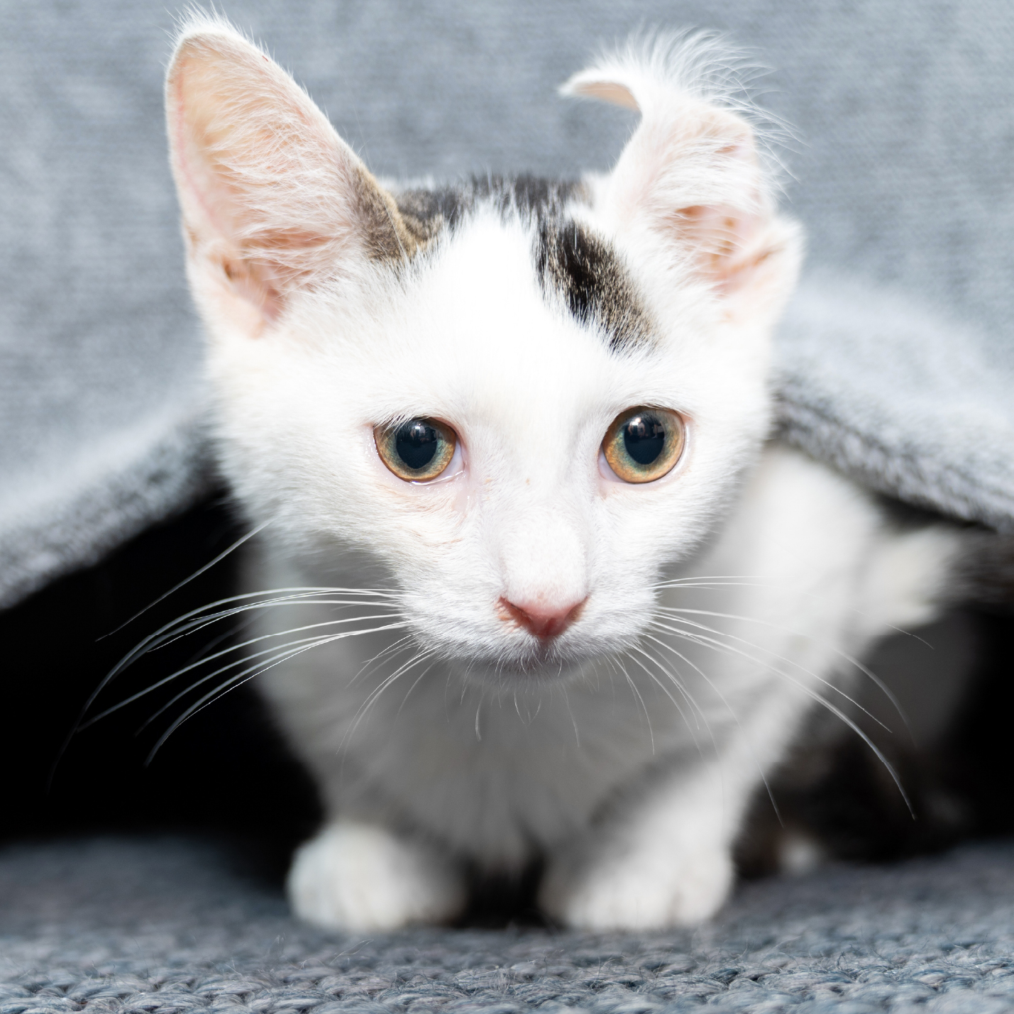 Gatito criollo con oreja doblada-1.jpg